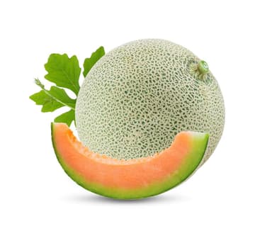 Melon Jino F1