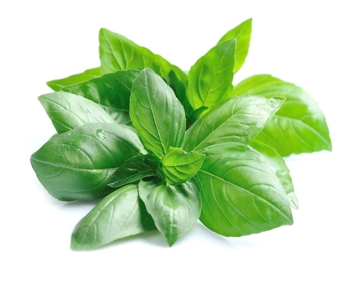 Grand Vert Basil Image 1