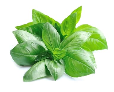 Grand Vert Basil