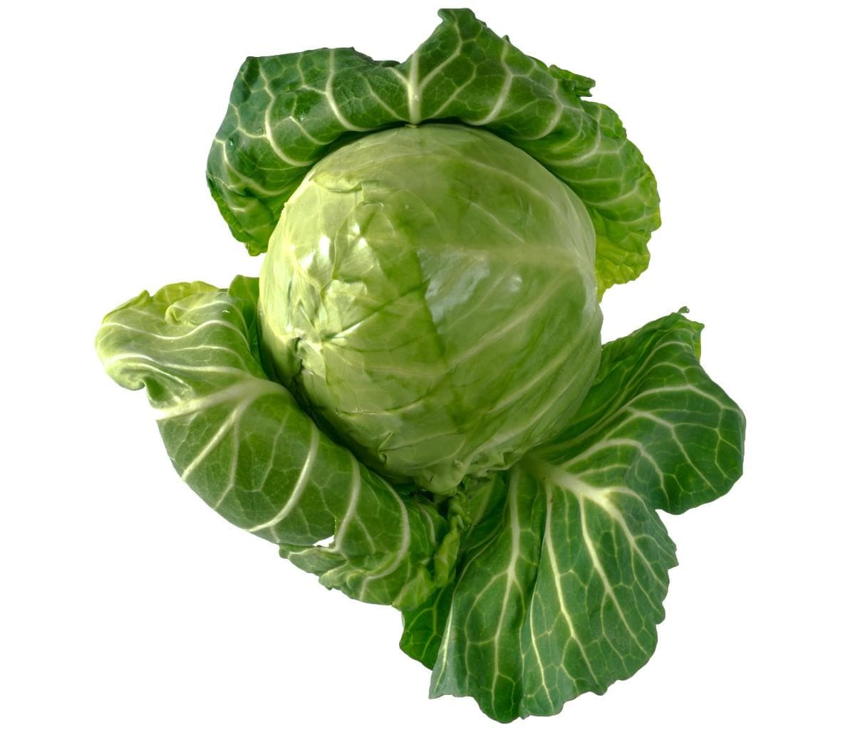 Cabbages Image 1