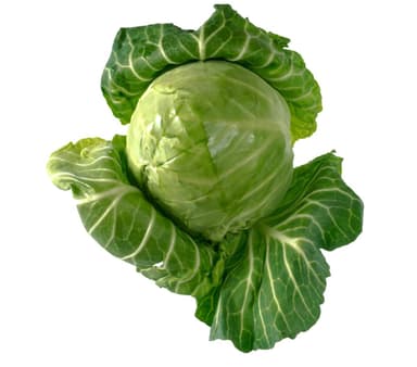 Cabbages