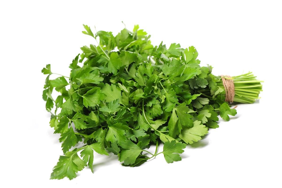 Coriander Image 1