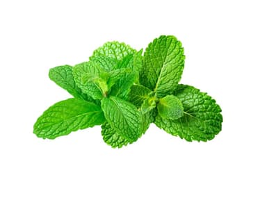 Mint