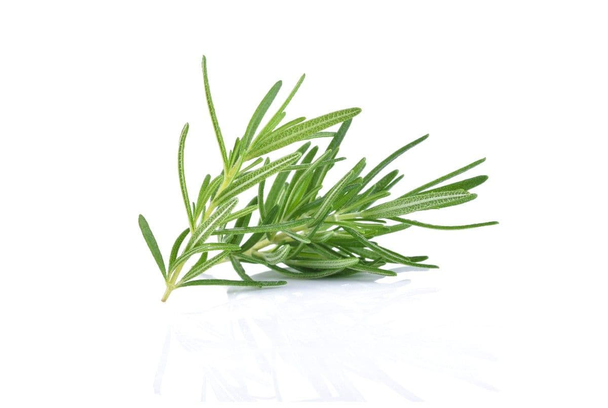 Rosemary Image 1