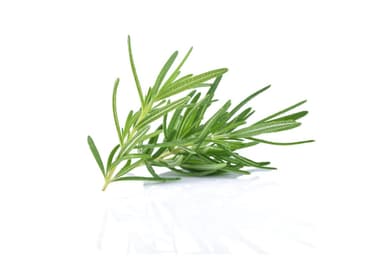 Rosemary