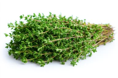 Thyme
