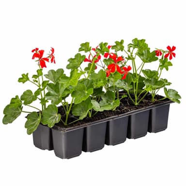 Nursery Containers