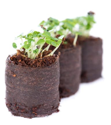 Seedling Bags